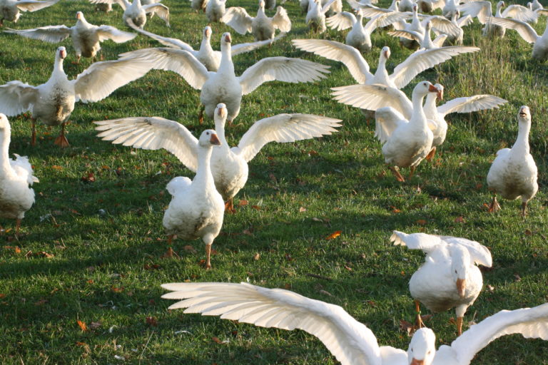 Arlington Geese